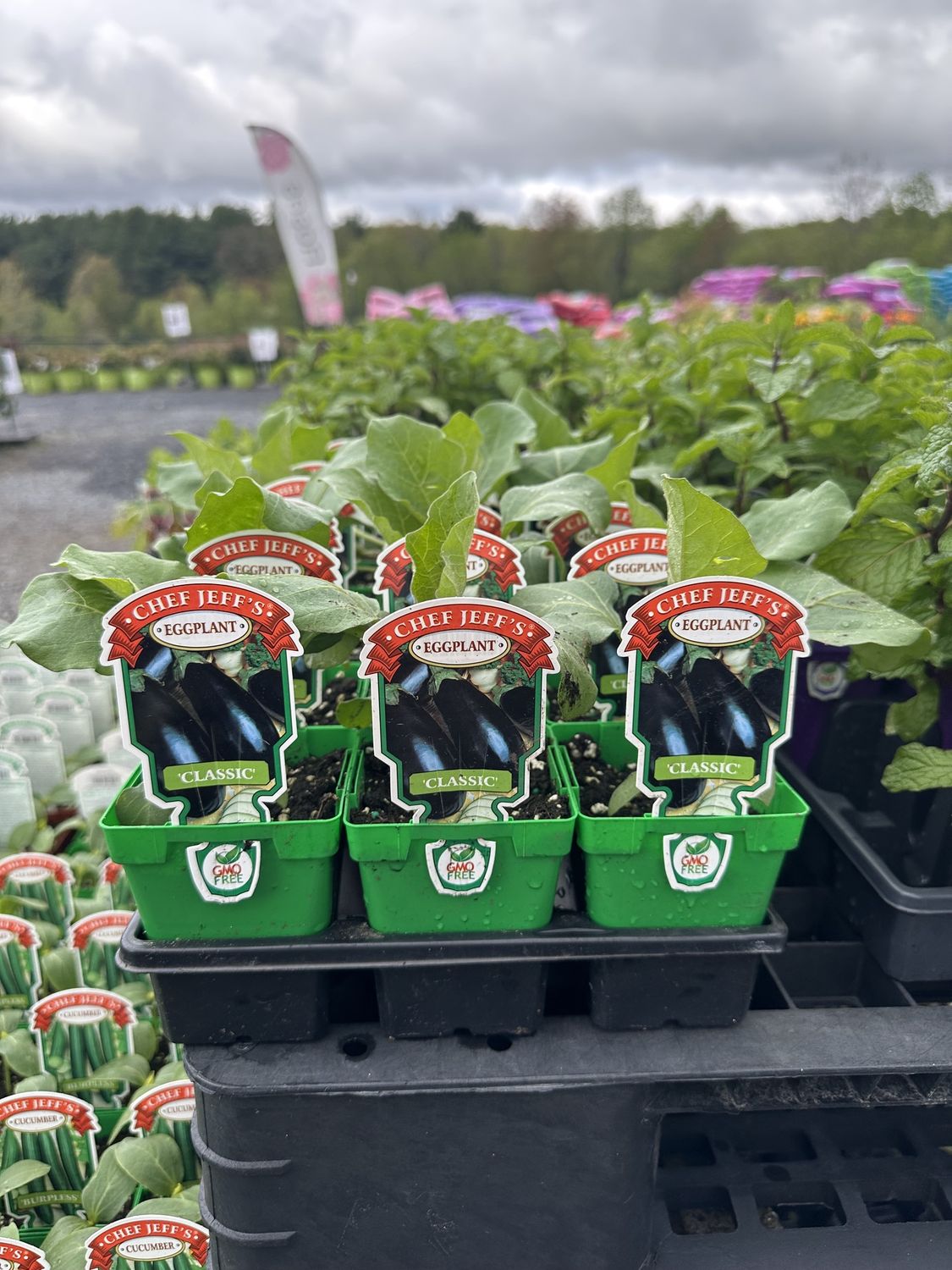 Eggplant Seedlings, Variety: Classic