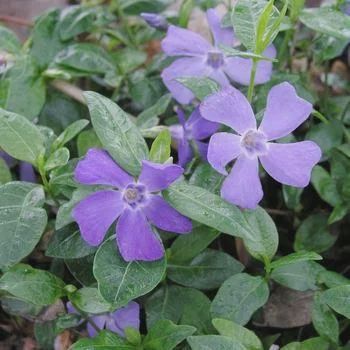 Vinca Minor Dart's Blue Periwinkle