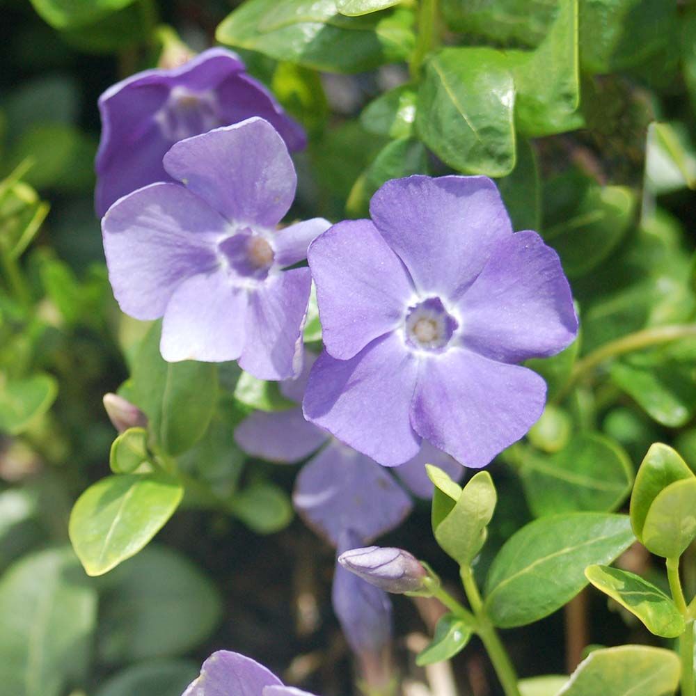 Vinca Minor Dart's Blue Periwinkle