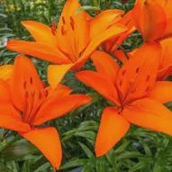 Asiatic Lily Orange
