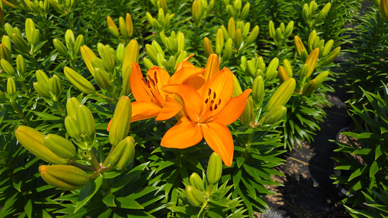 Asiatic Lily Orange