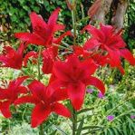 Asiatic Lily Red