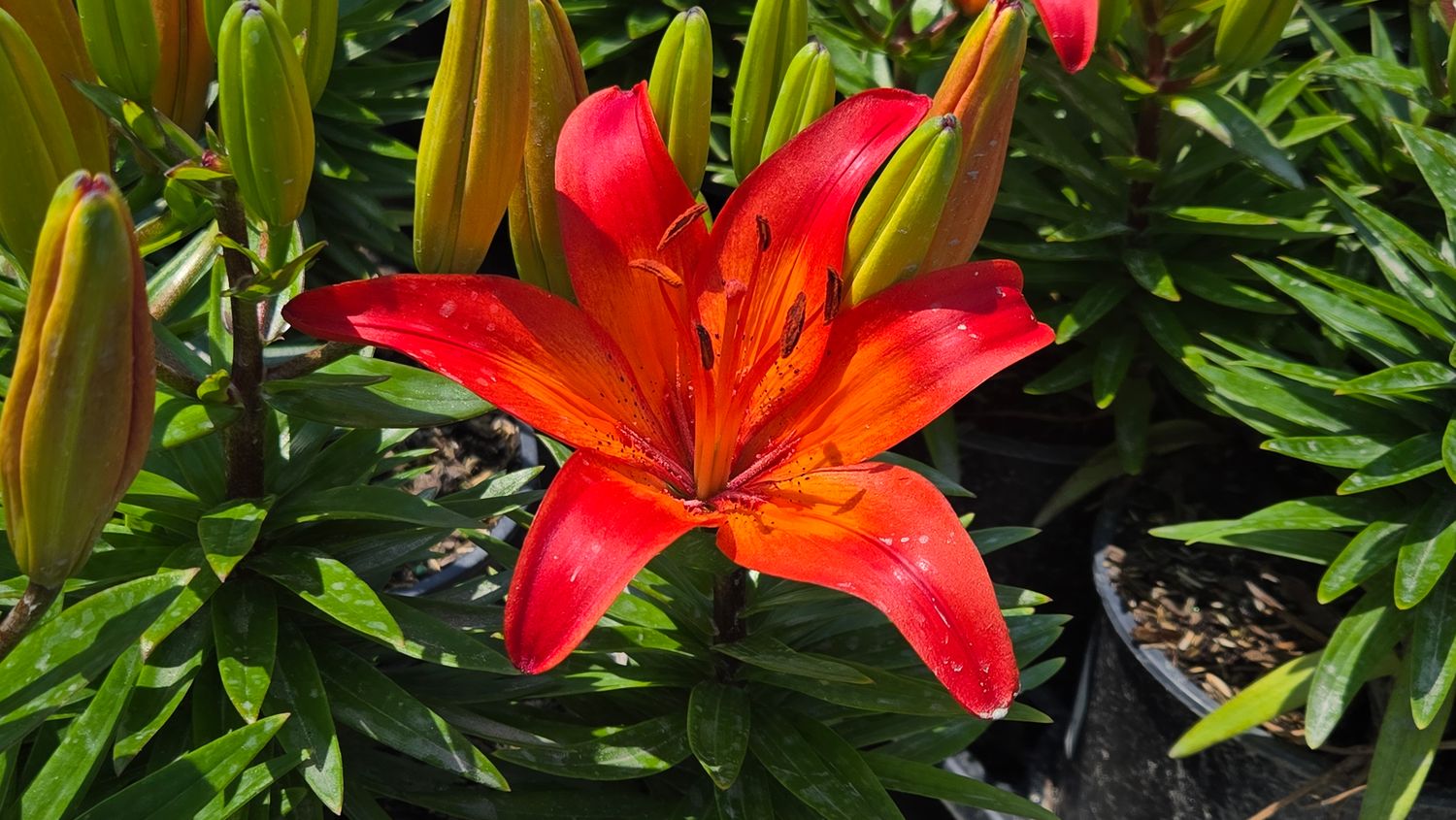 Asiatic Lily Red