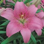 Asiatic Lily Pink