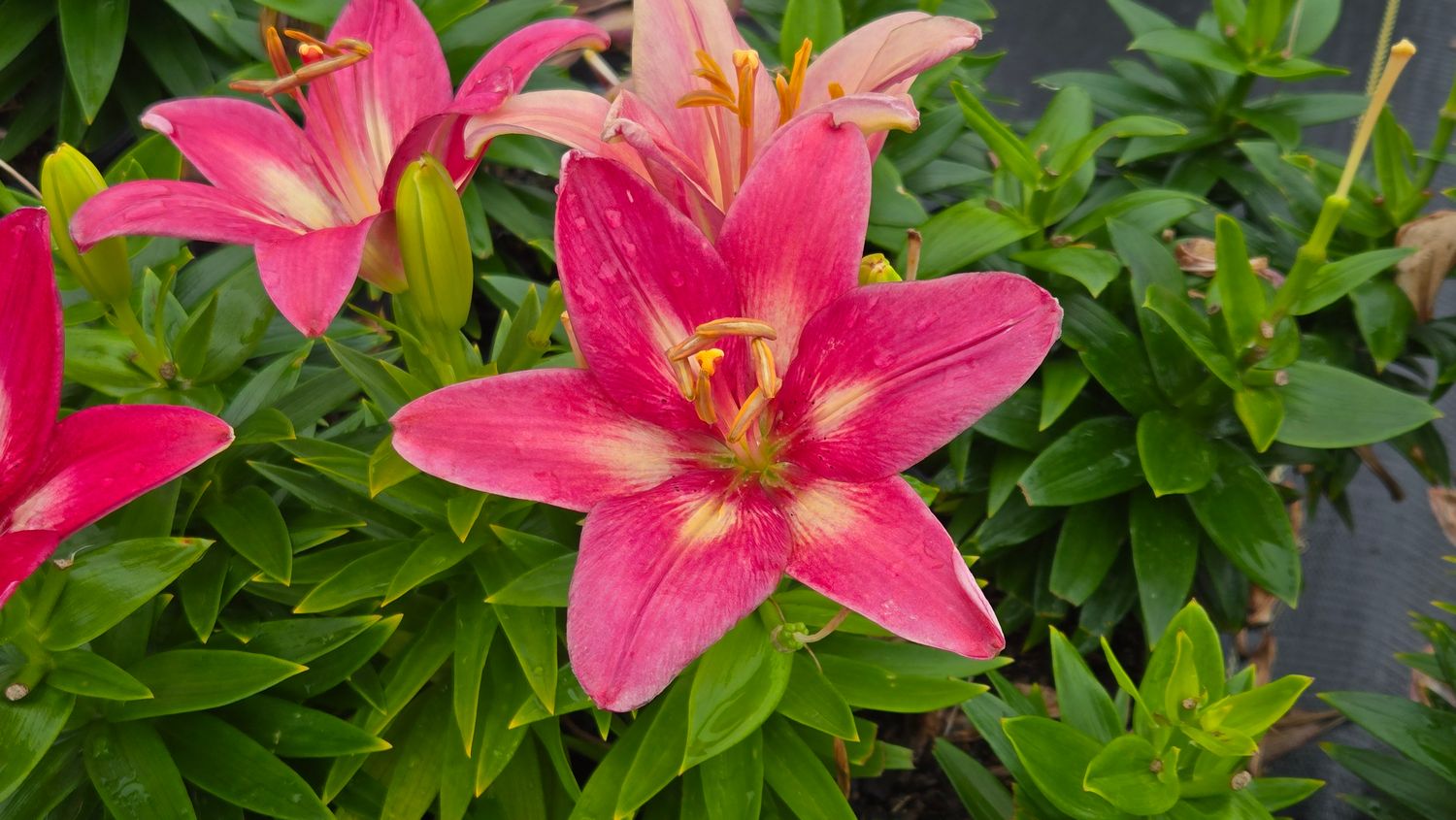 Asiatic Lily Pink
