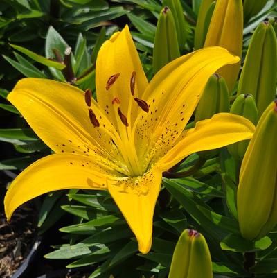 Asiatic Lily Yellow