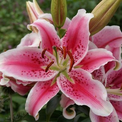 Lily Stargazer