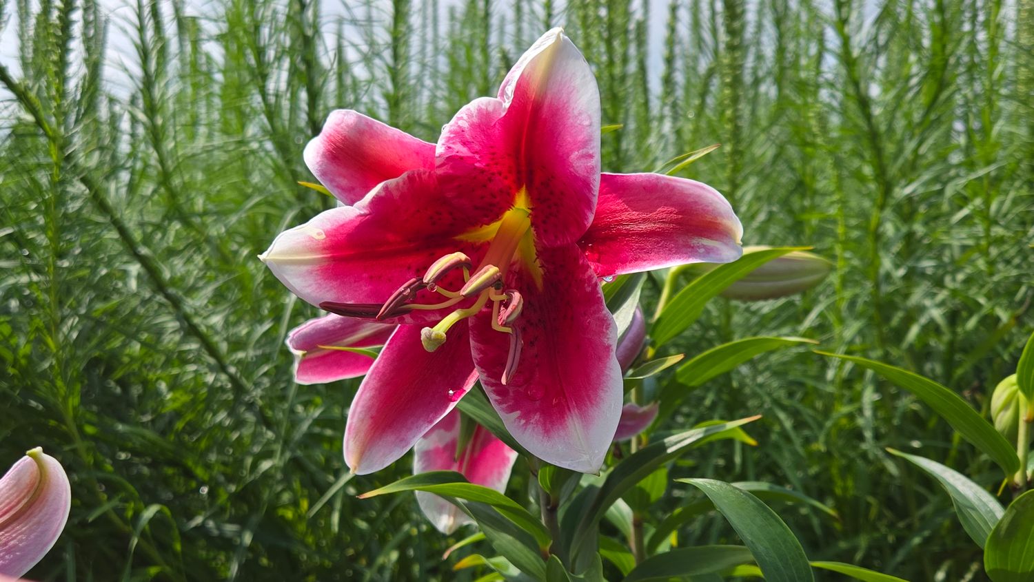 Lily Stargazer