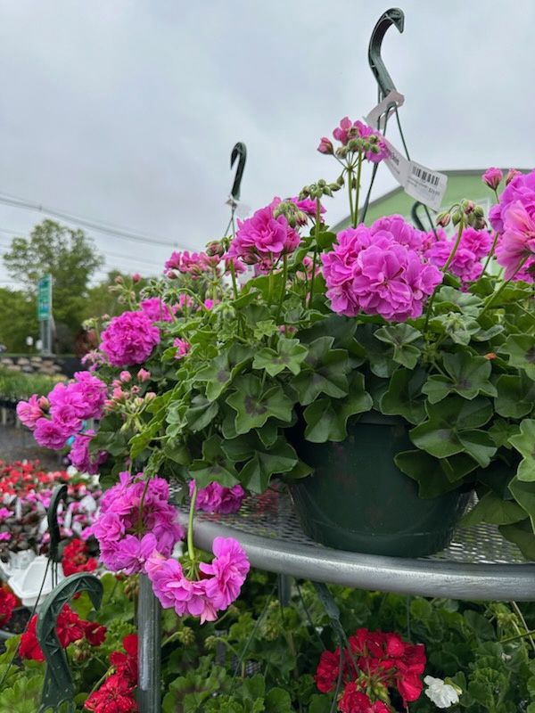 Annual Hanging Basket Ivy Geranium