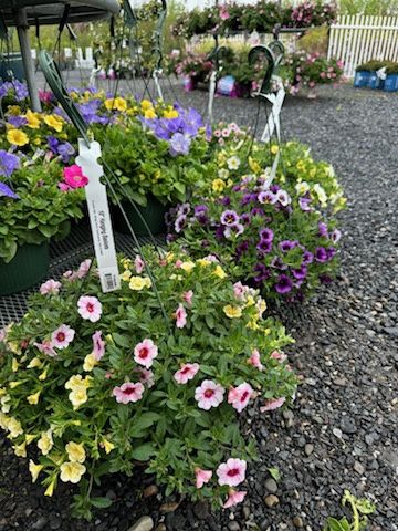 Annual Hanging Basket Calibrachoa Mixed