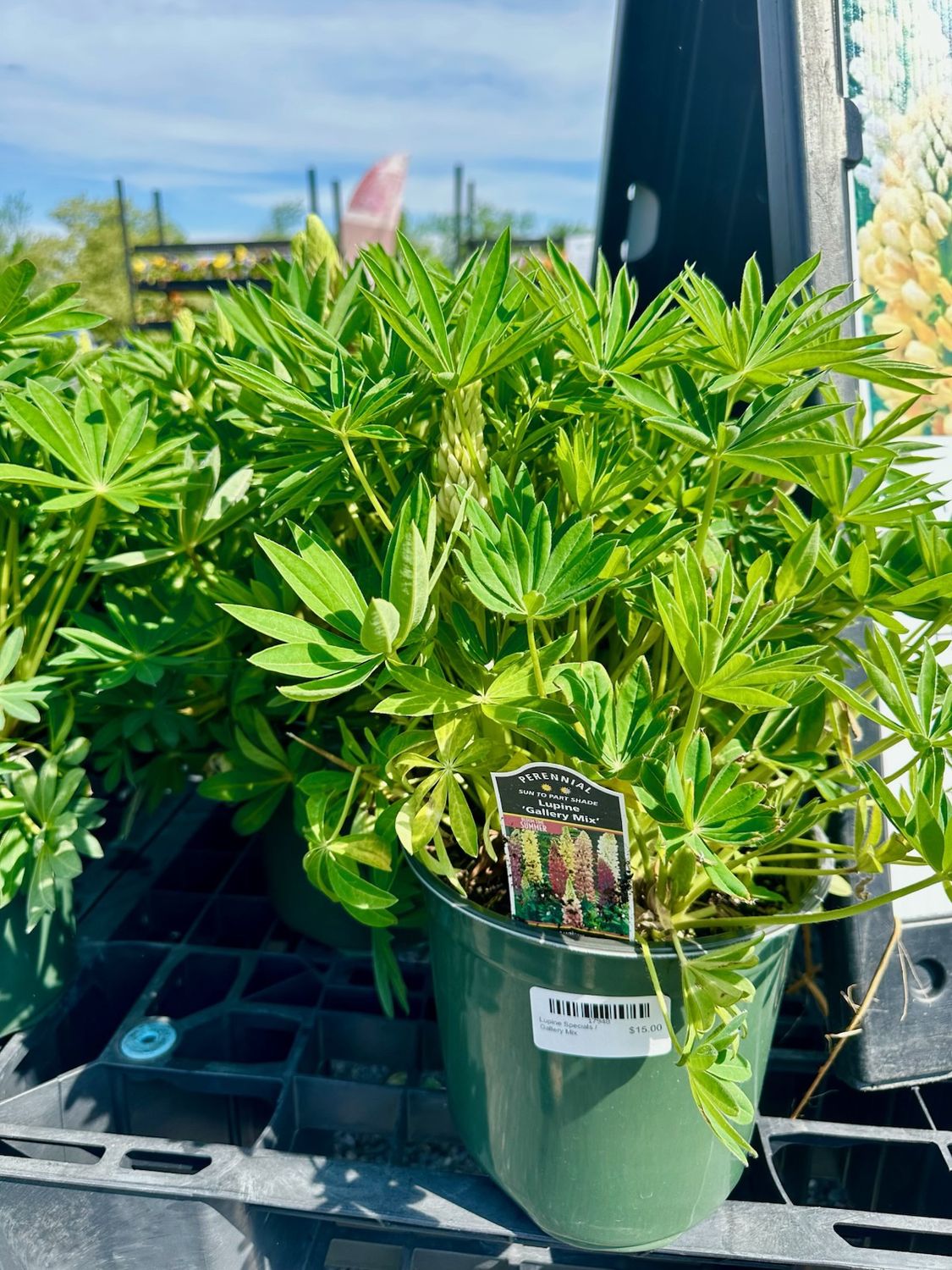 Lupine Specials, Variety: Gallery Mix