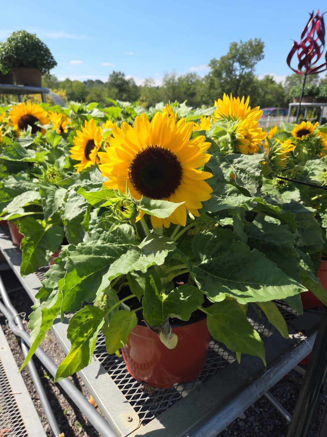 Annual Sunflower Smiley
