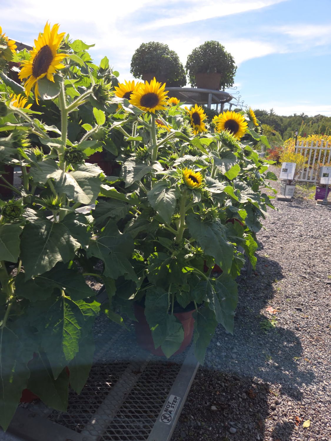 Annual Sunflower Sunbuzz