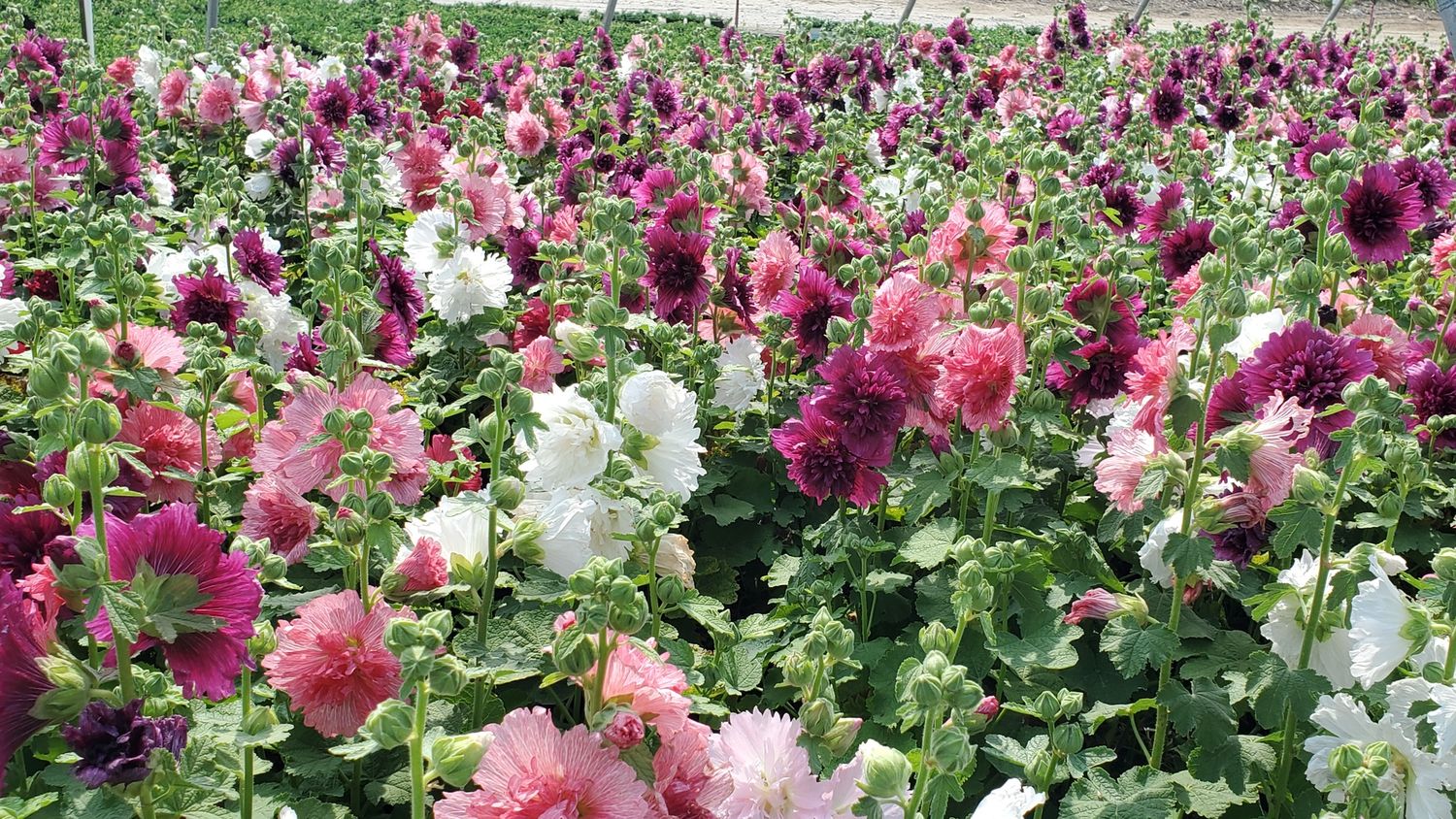 Spring Celebrities Mix Hollyhock