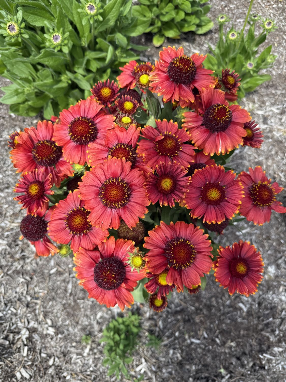 Gaillardia Low Rider
