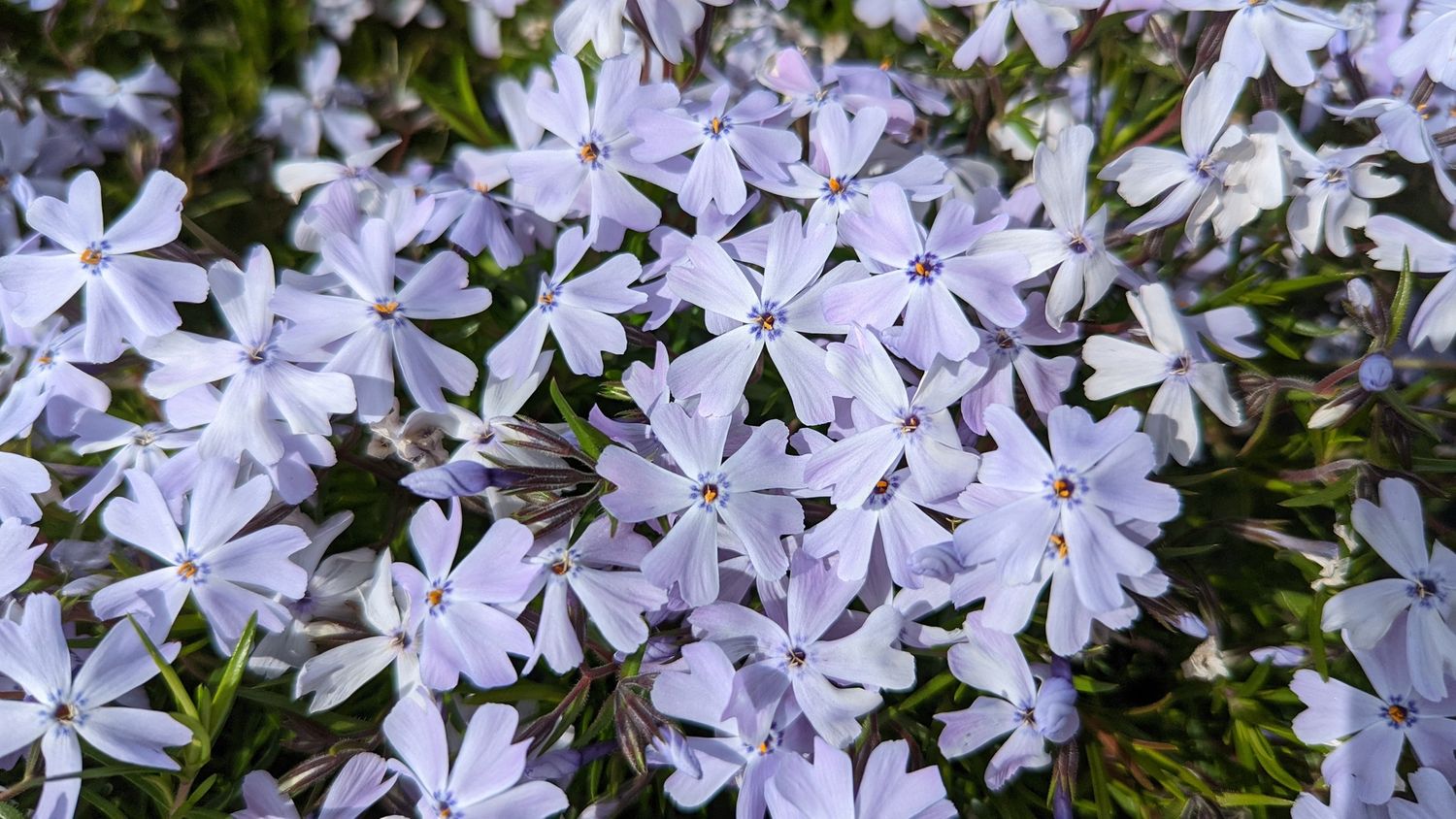 Phlox Creeping Spring Blue