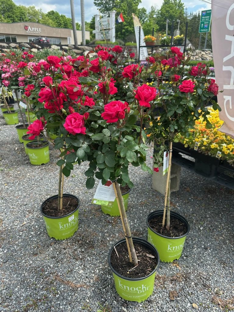 Rose Topiary Trees