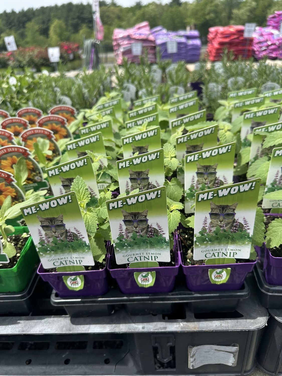 Catnip Seedlings, Variety: MeWow (Lemon)