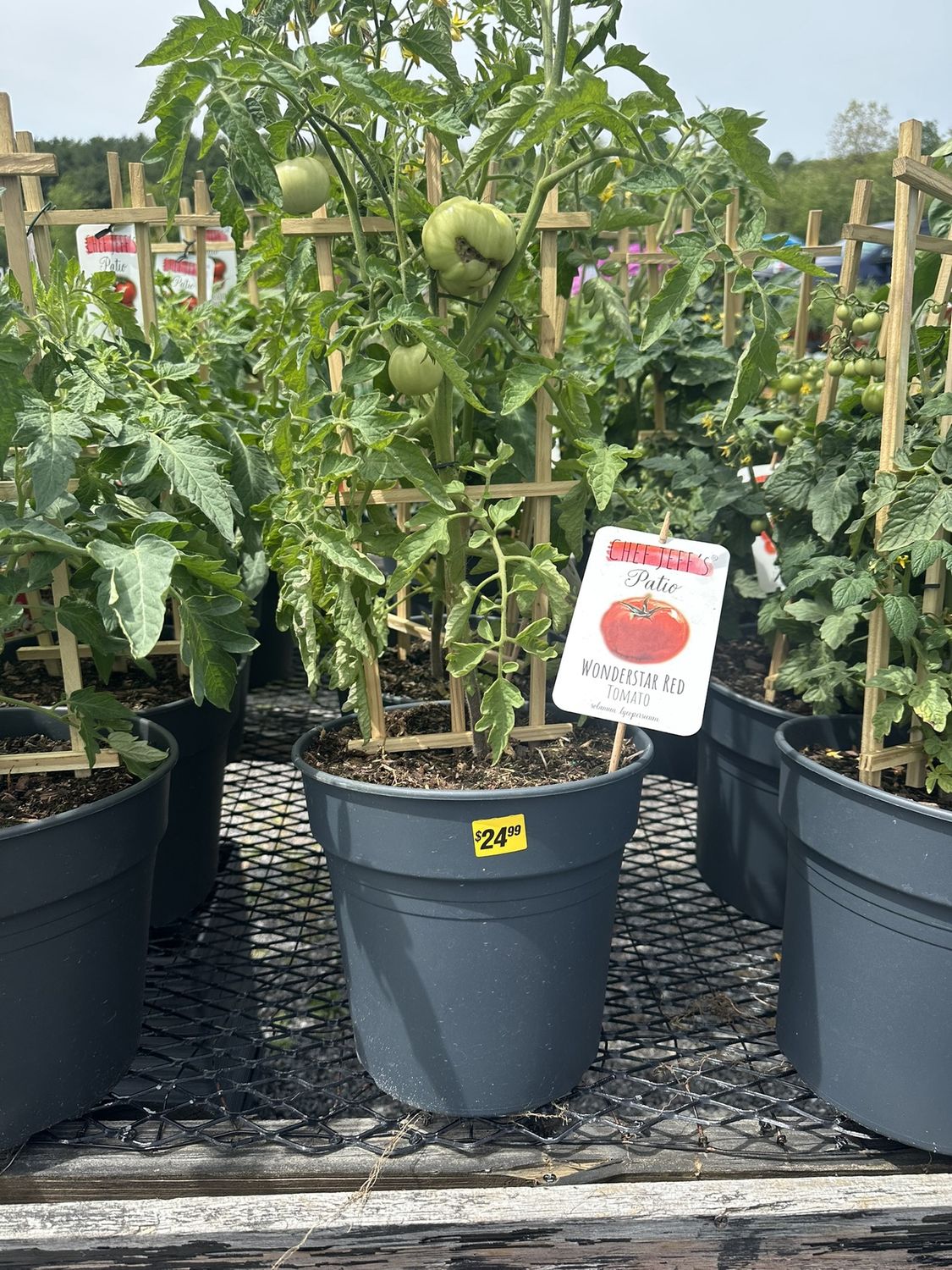 Herb Patio Planter Tomato WonderStar Red