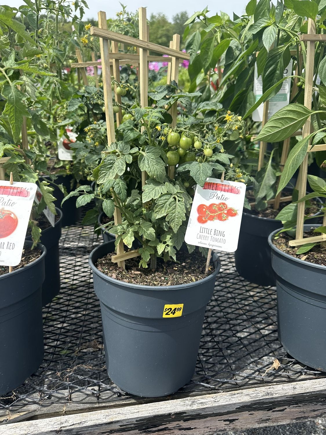 Herb Patio Planter Tomato Little Bing (Cherry)