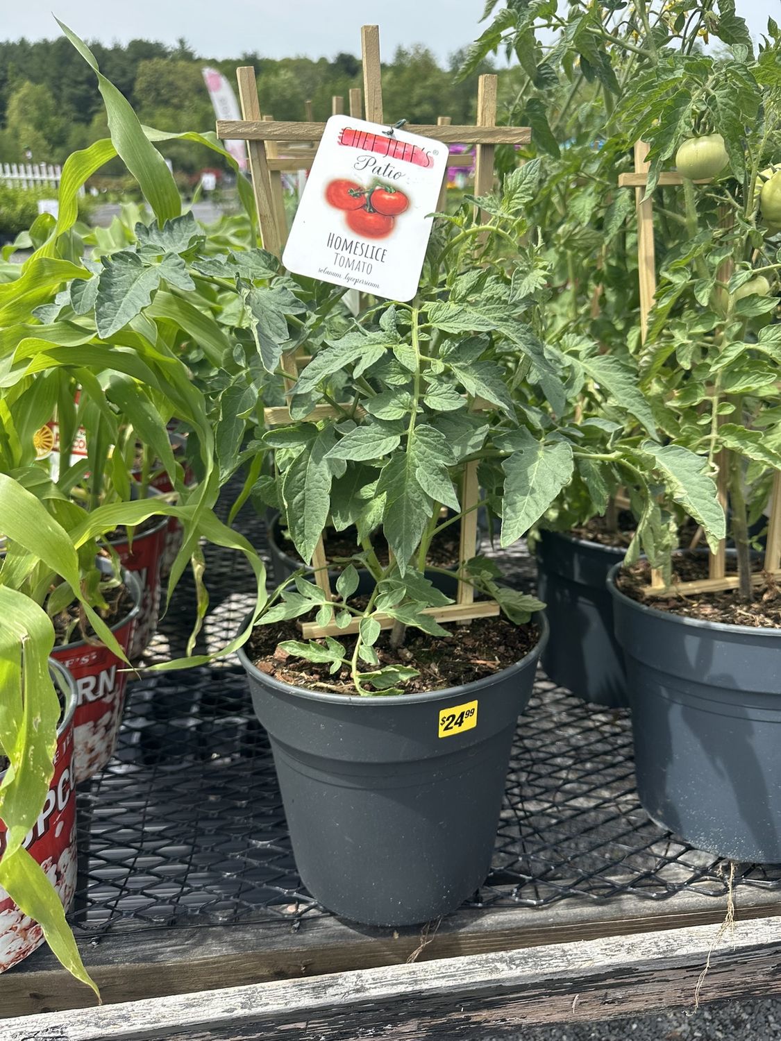Herb Patio Planter Tomato Homeslice
