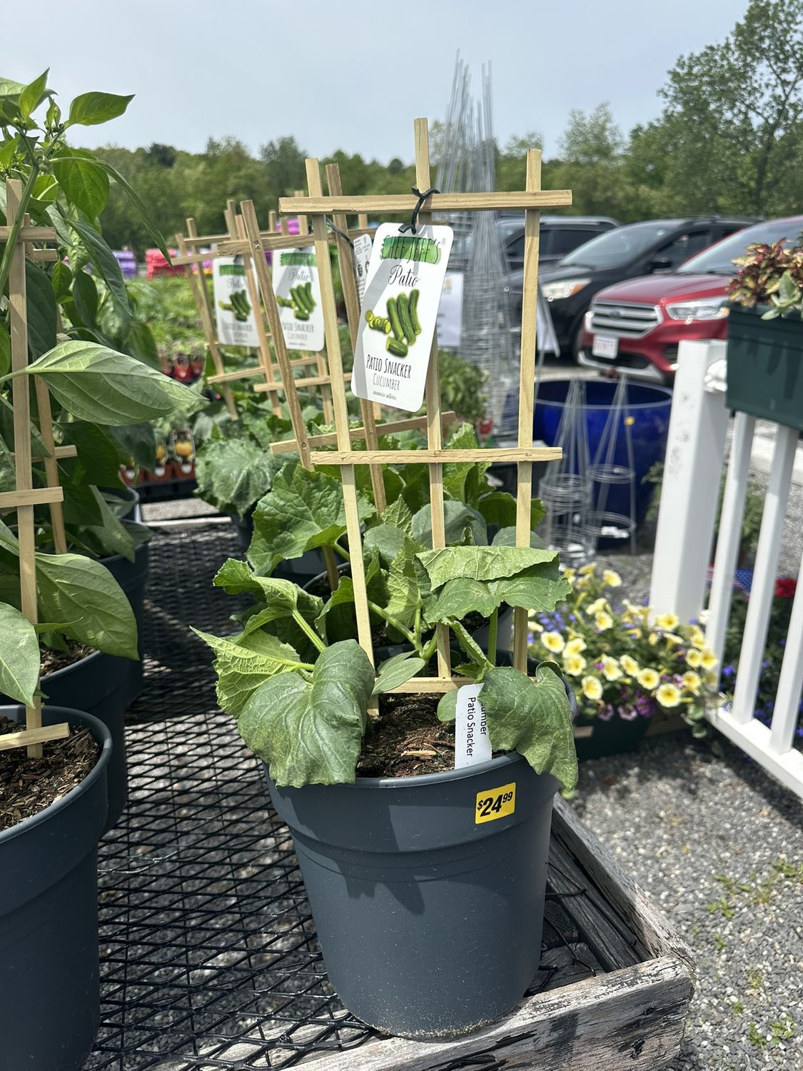 Herb Patio Cucumber Snacker