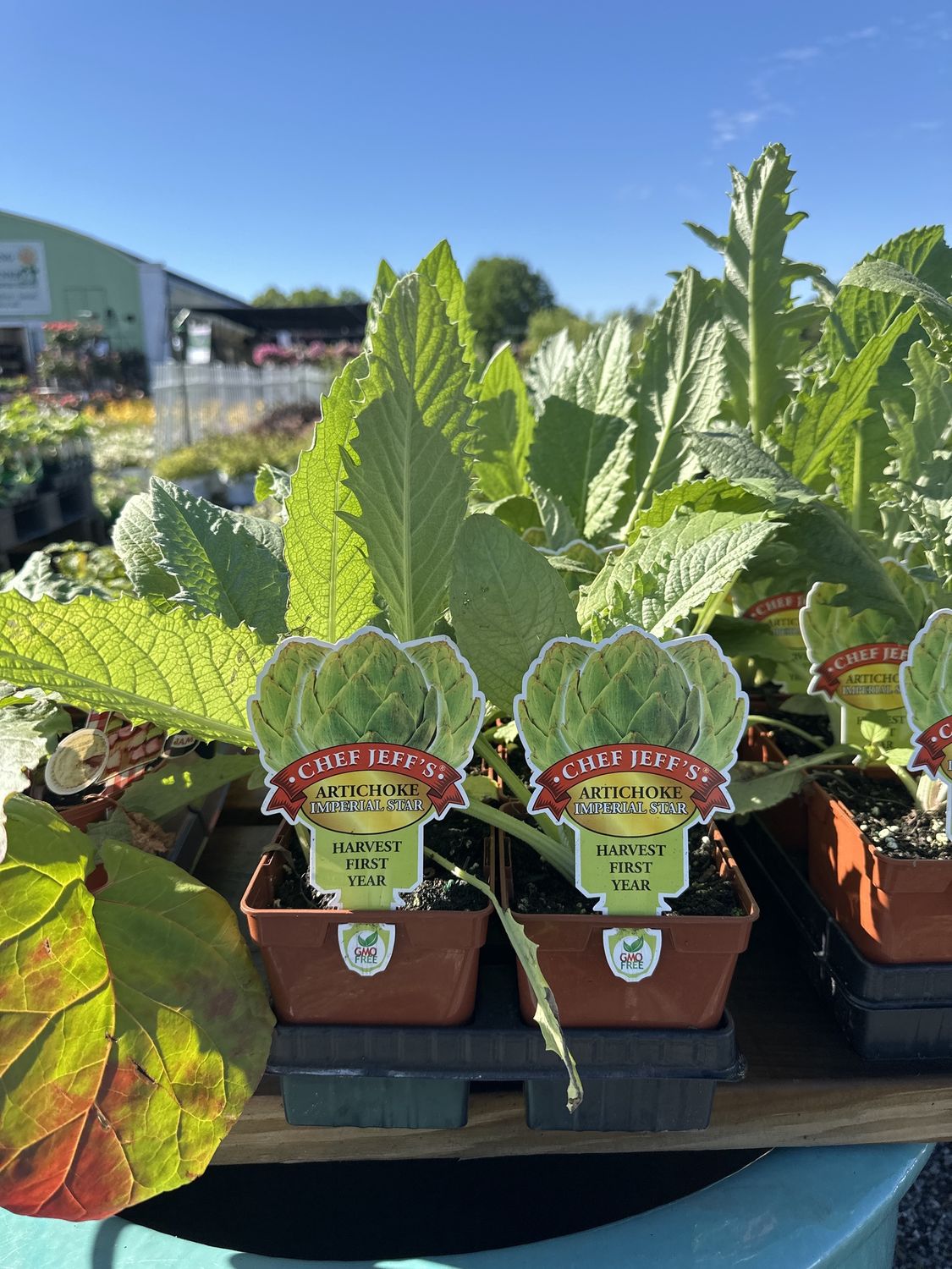 Artichoke