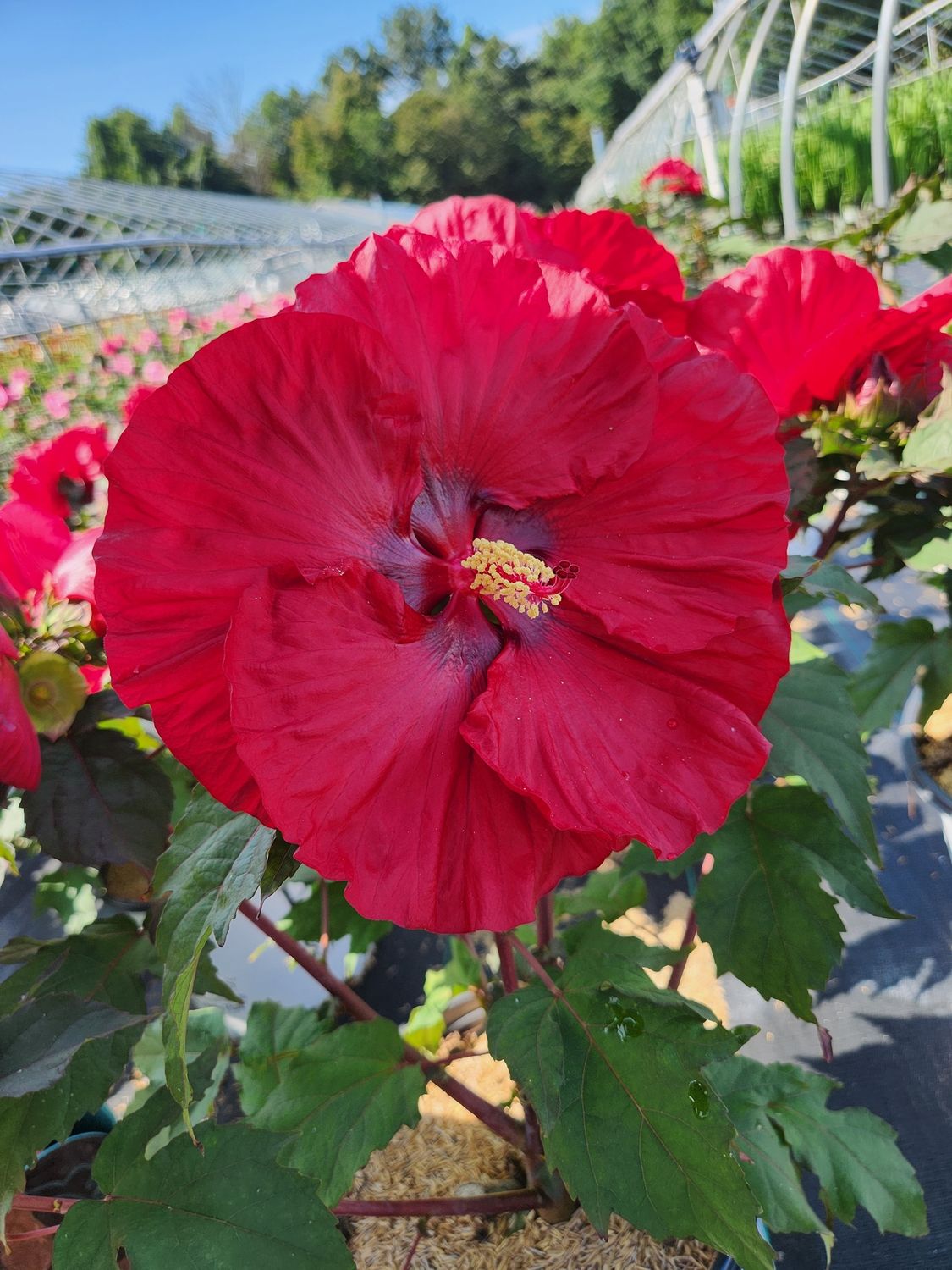 Perennial Hibiscus Summerific Valentine's Crush