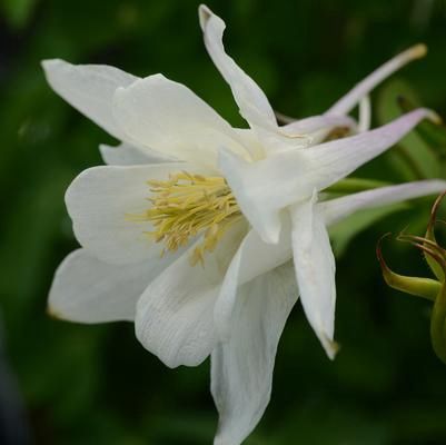 Columbine Earlybird White