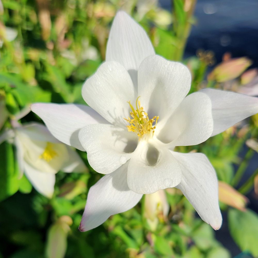 Columbine Earlybird White