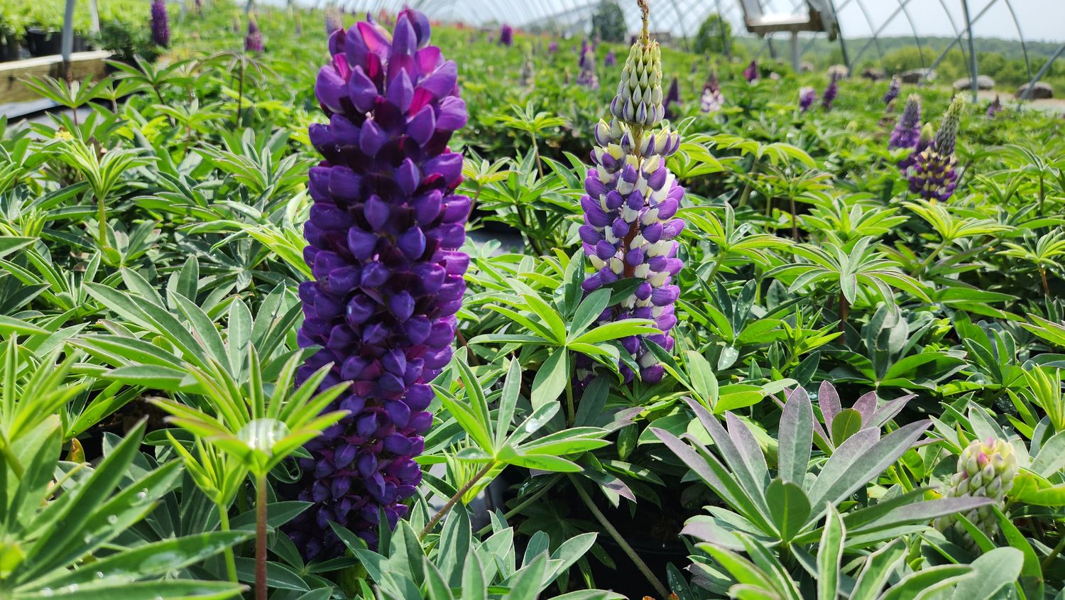 Lupine Blue Shades
