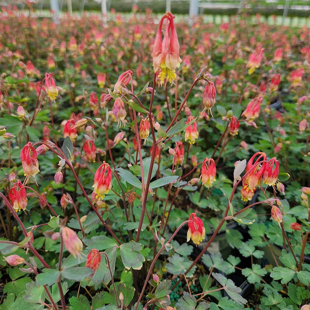 Columbine Little Lantern