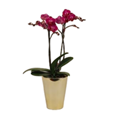Orchid Double Spike
