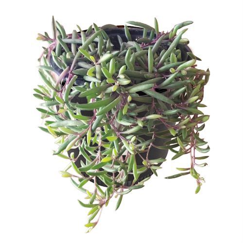 String of Purple Flush