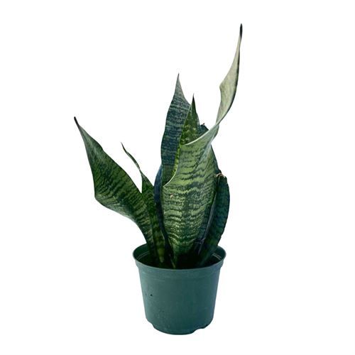 Snake Plant Robusta