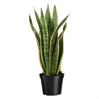 Snake Plant
