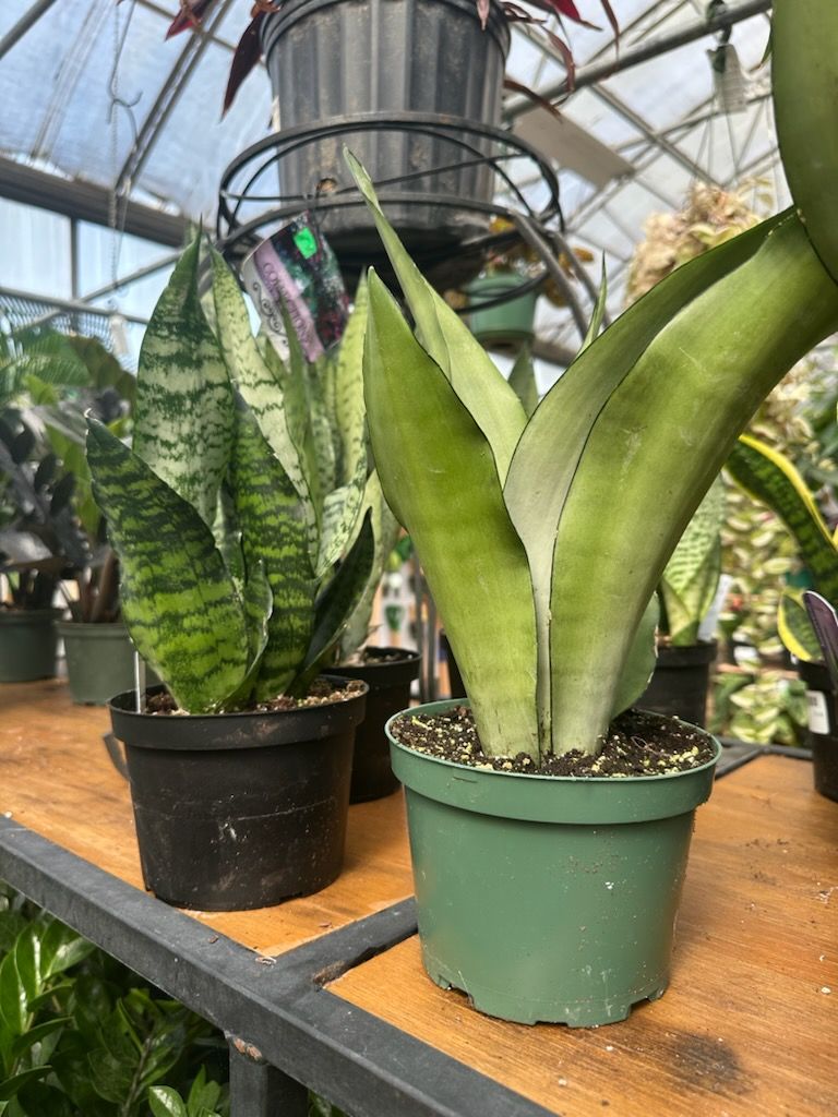 Snake Plant