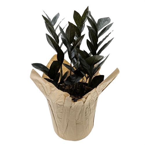 ZZ Plant Black