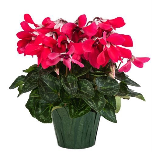 Cyclamen Djix