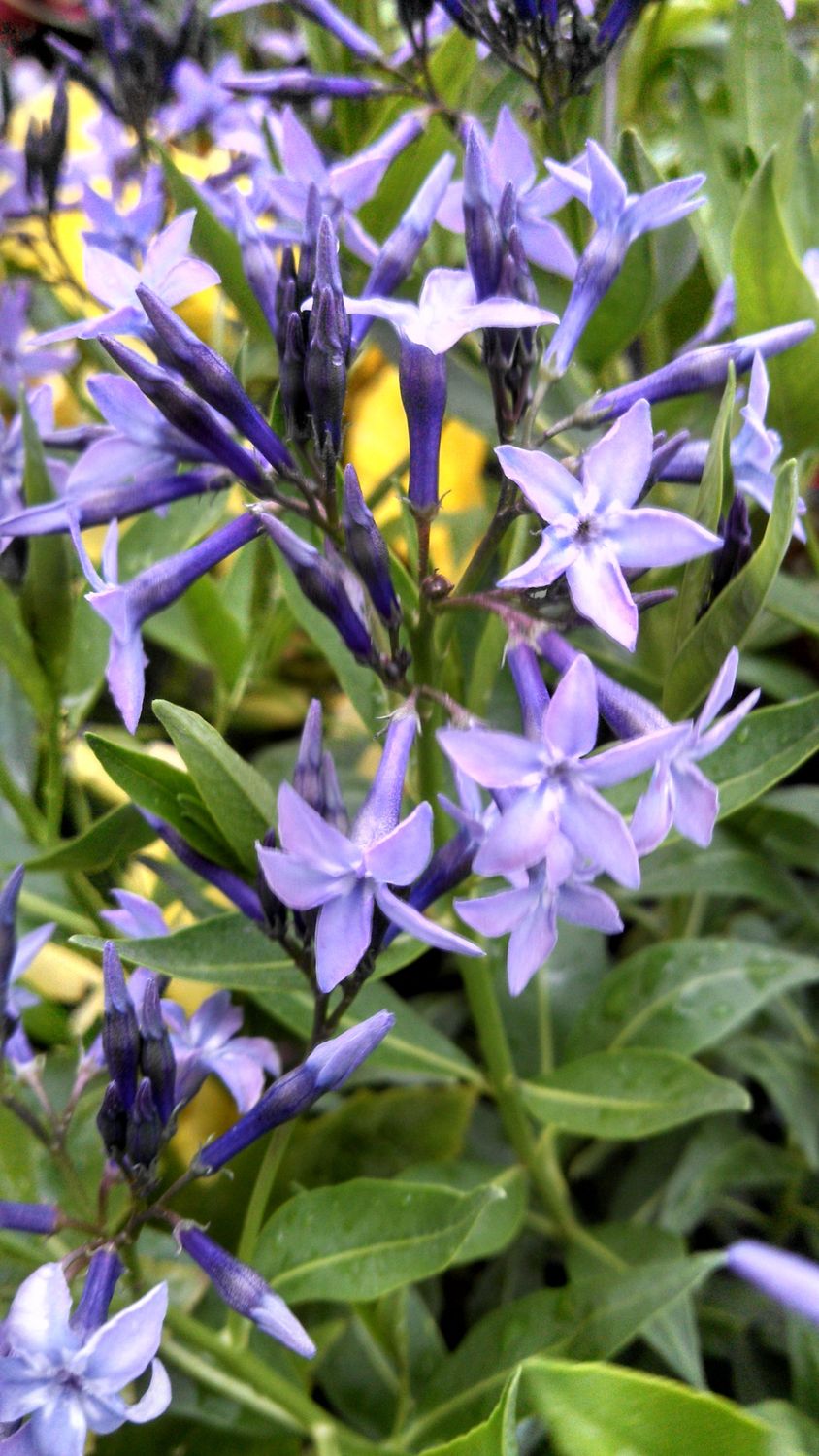 Star Flower Blue Ice