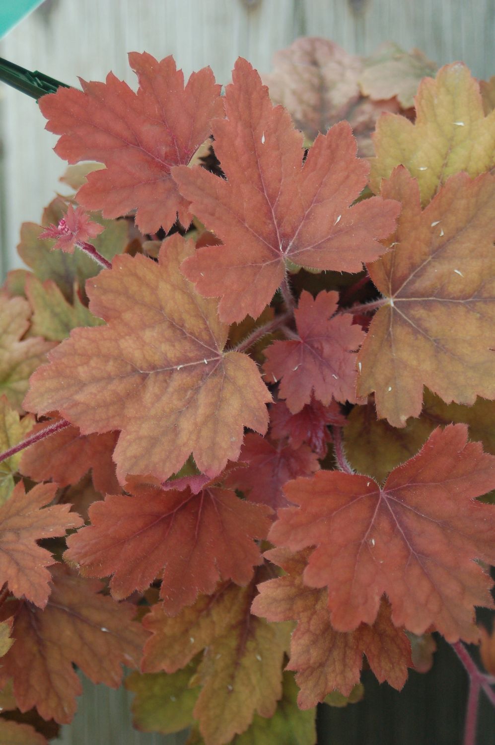 Heucherella Sweet Tea
