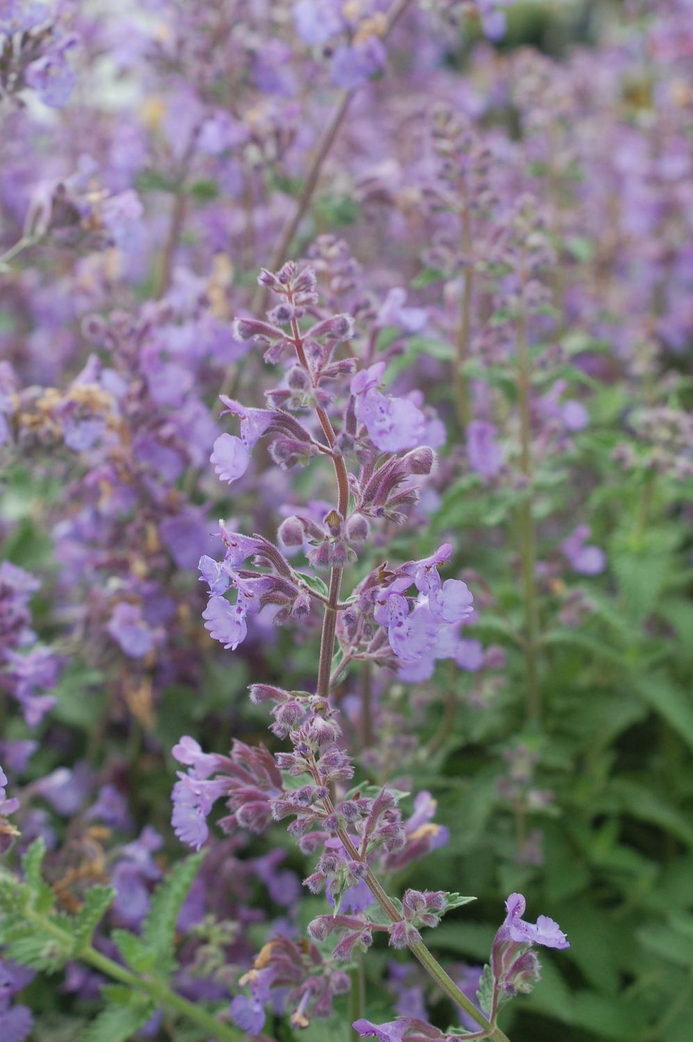 Catmint Walker's Low