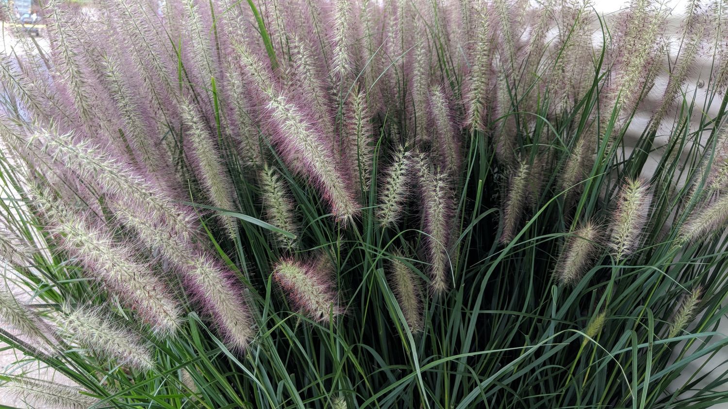 Pennisetum Red Head