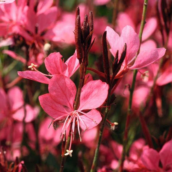 Wand Flower Dark Pink