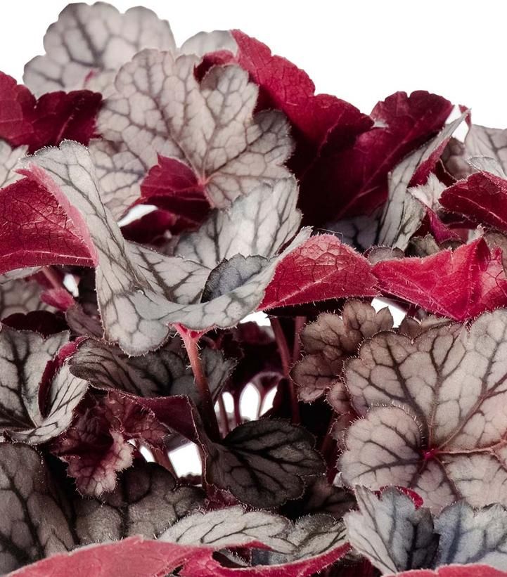 Heuchera Spice Curls