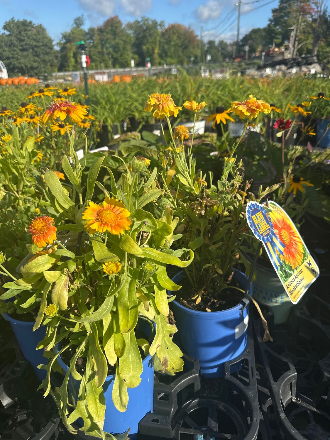 Gaillardia Arizona Apricot