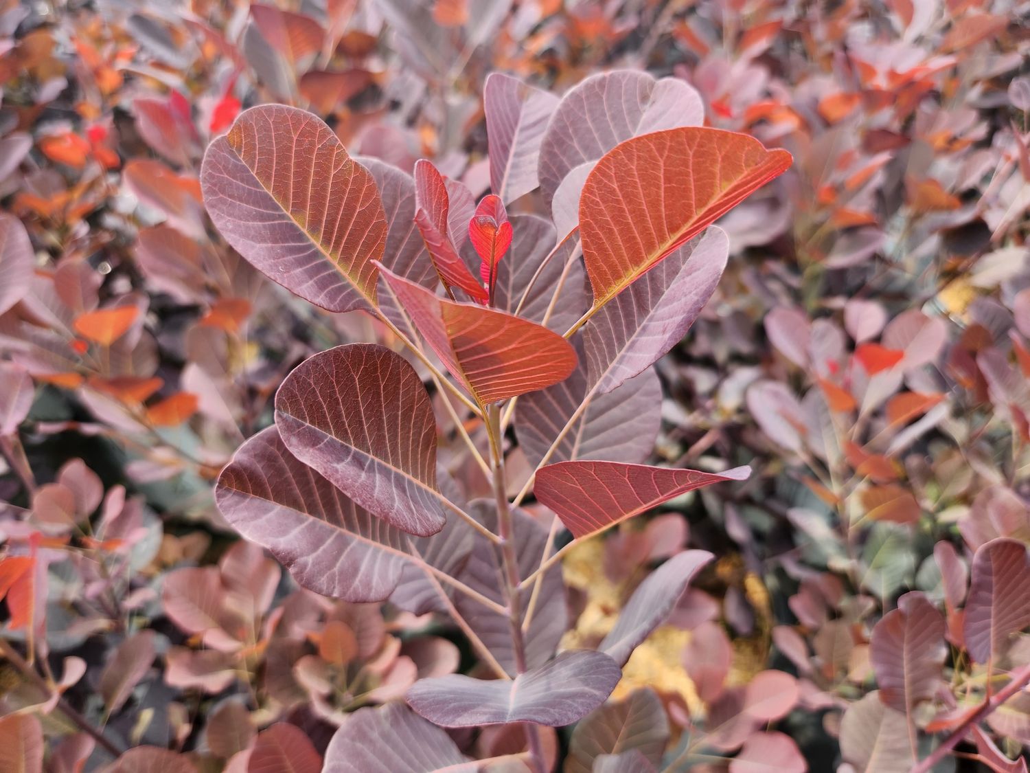 Smokebush Winecraft Black