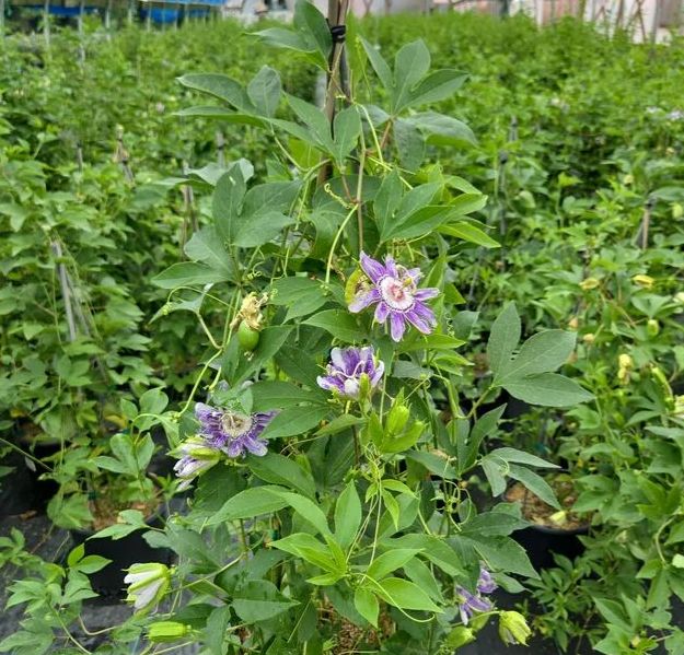 Maypop Passionflower
