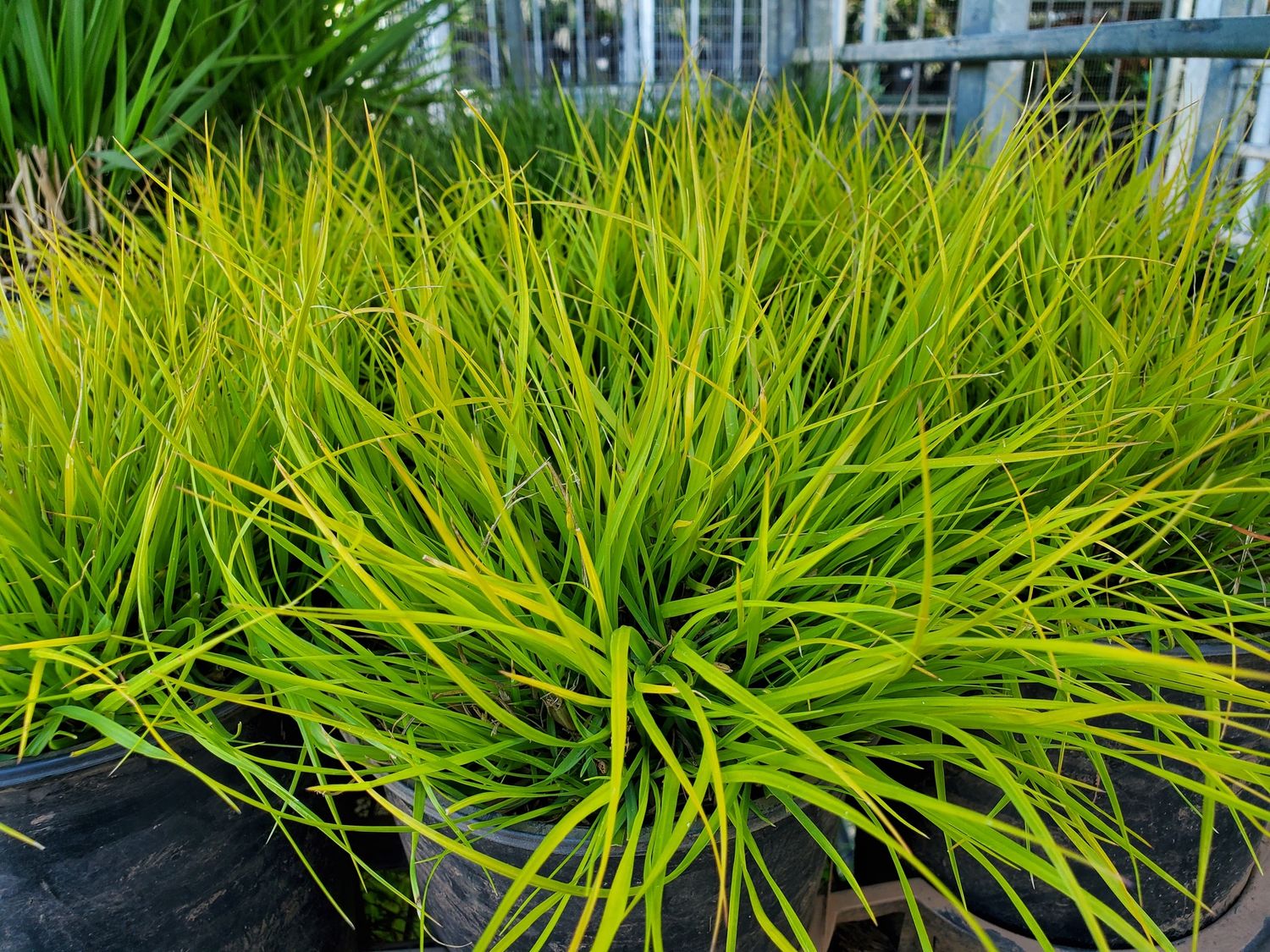 Pennisetum Lumen Gold