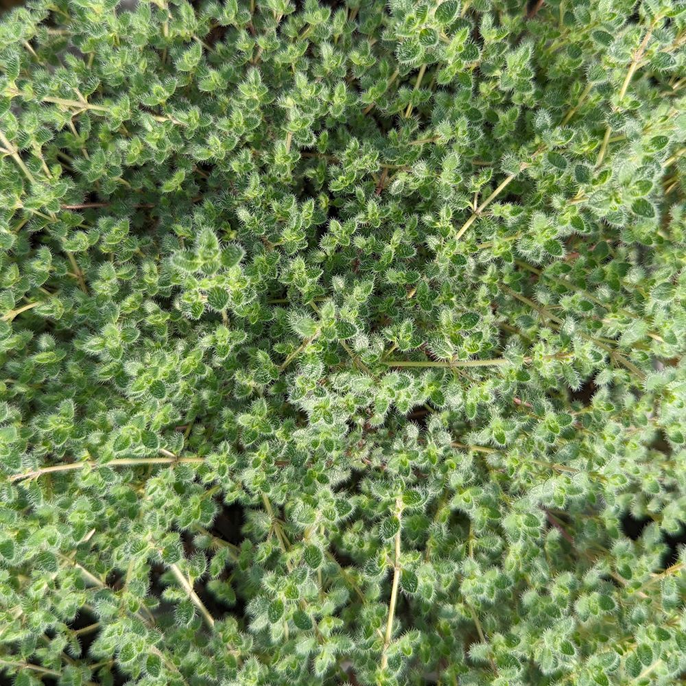 Woolly Thyme